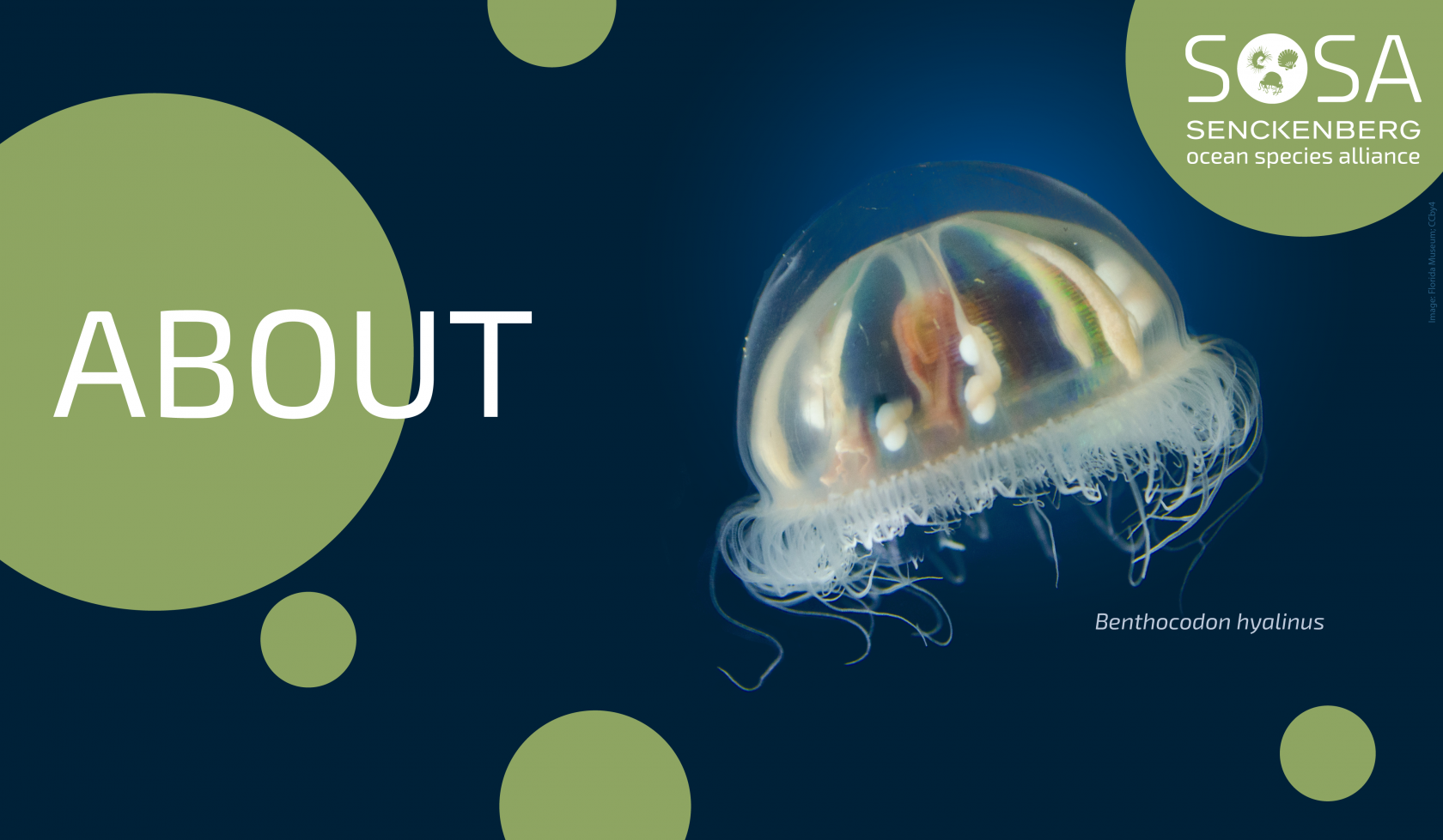 About | SOSA Project